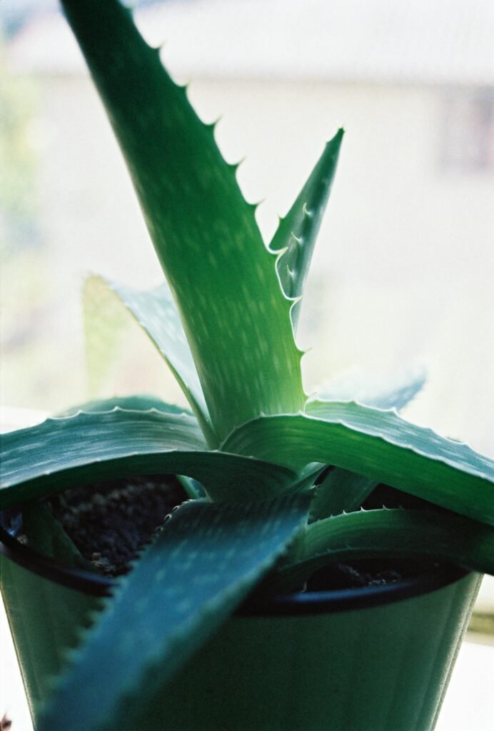 aloe-vera-plant