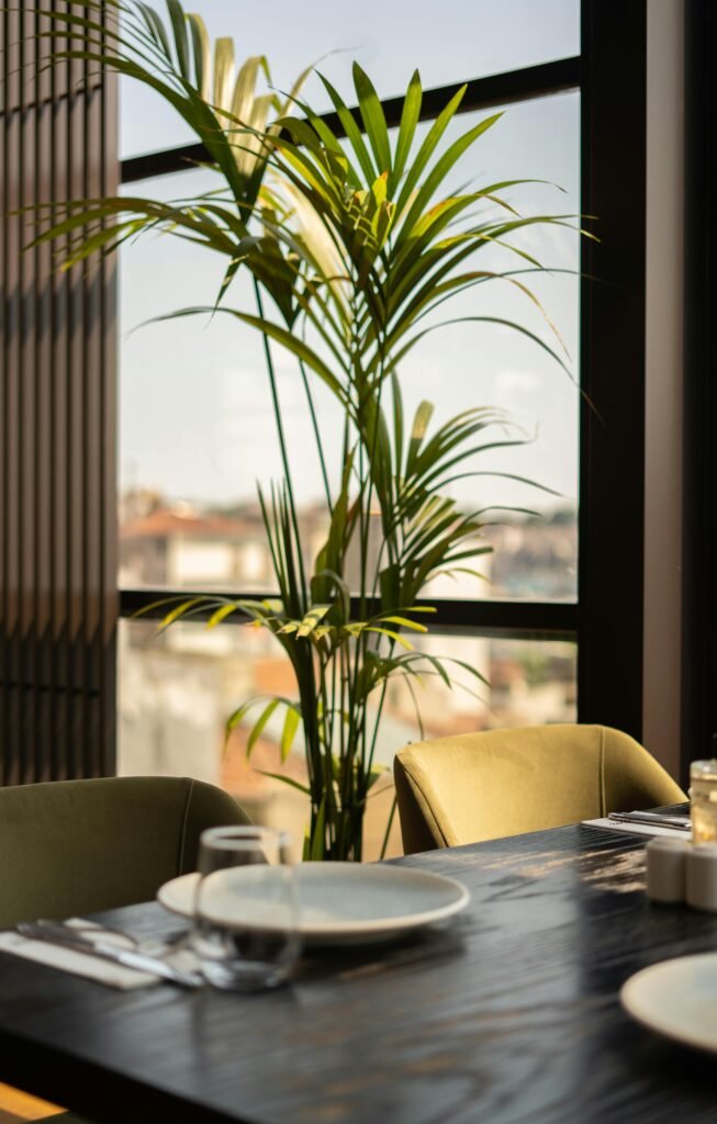 areca-palm-plant