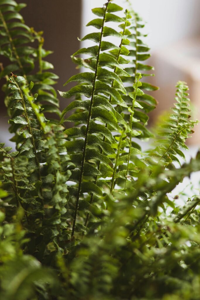 boston-fern-plant