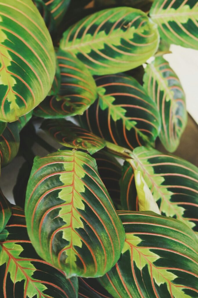 calathea-plant-leaves