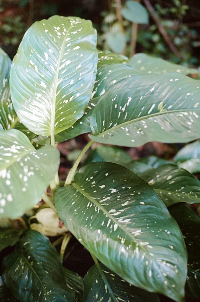 dieffenbachia-leaves-1