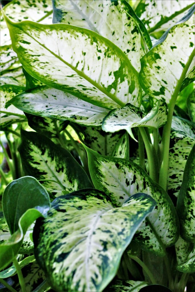 dieffenbachia-carina-leaves-2