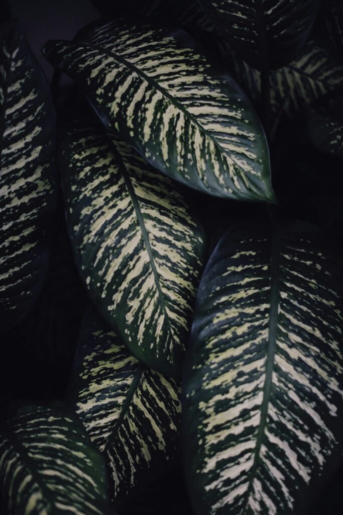 dieffenbachia-leaves-3