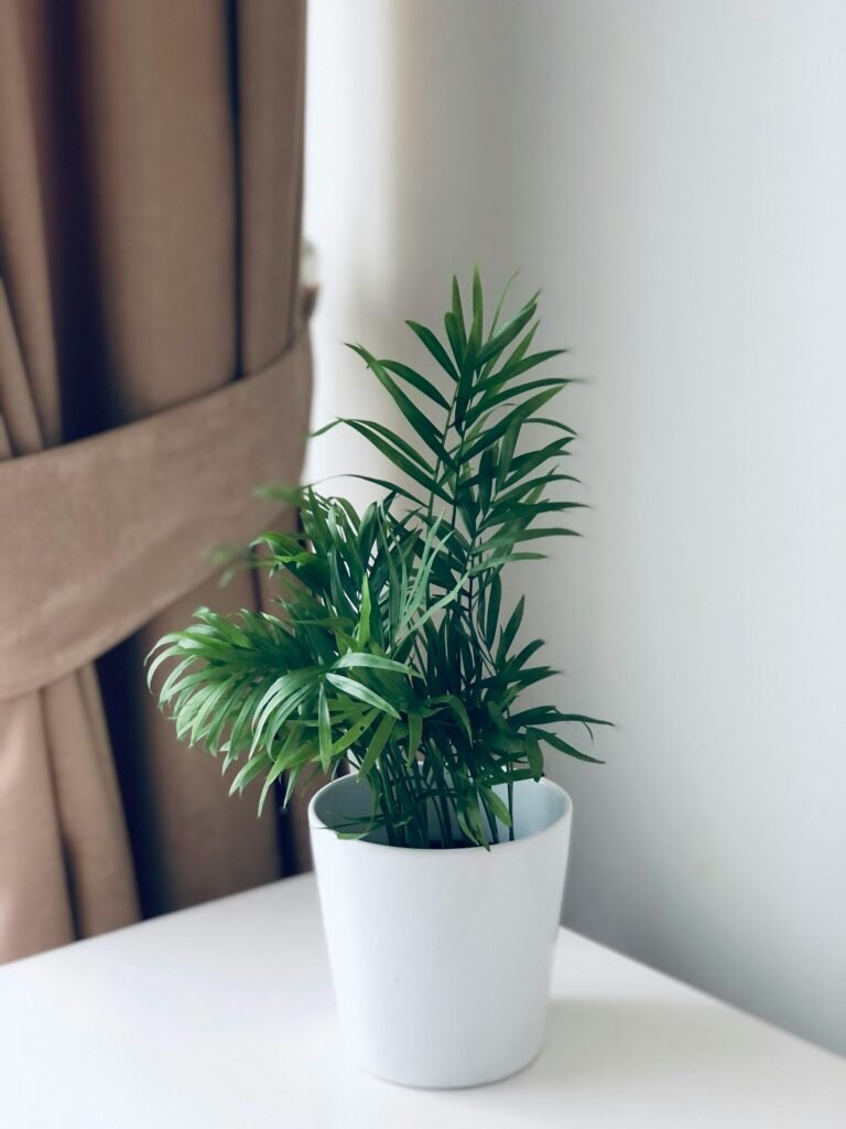 parlor-palm-plant