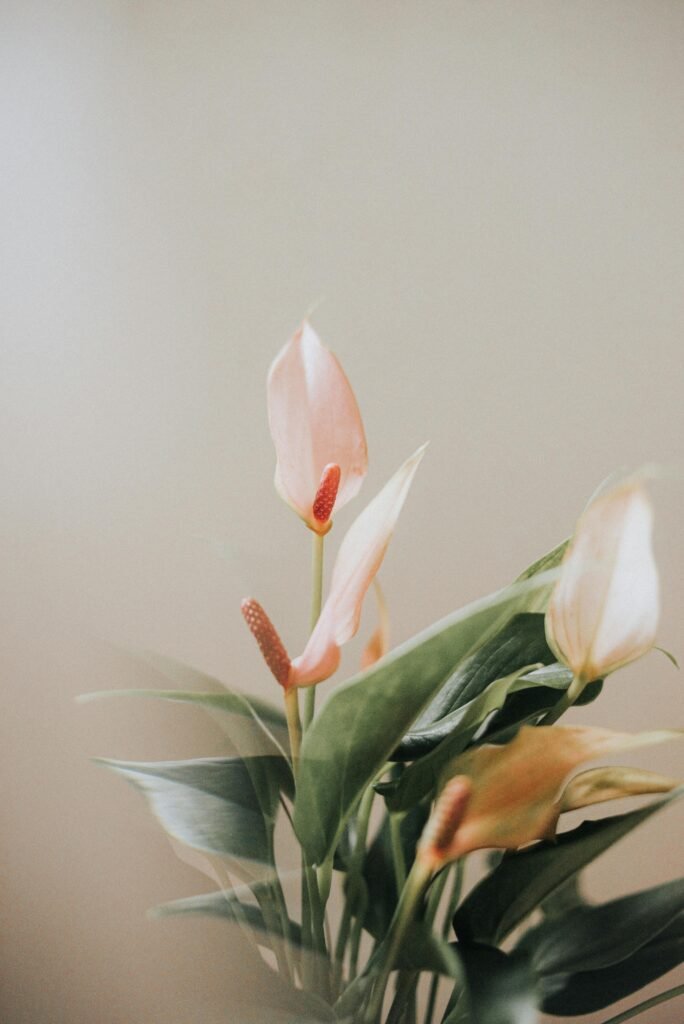 peace-lily-plant