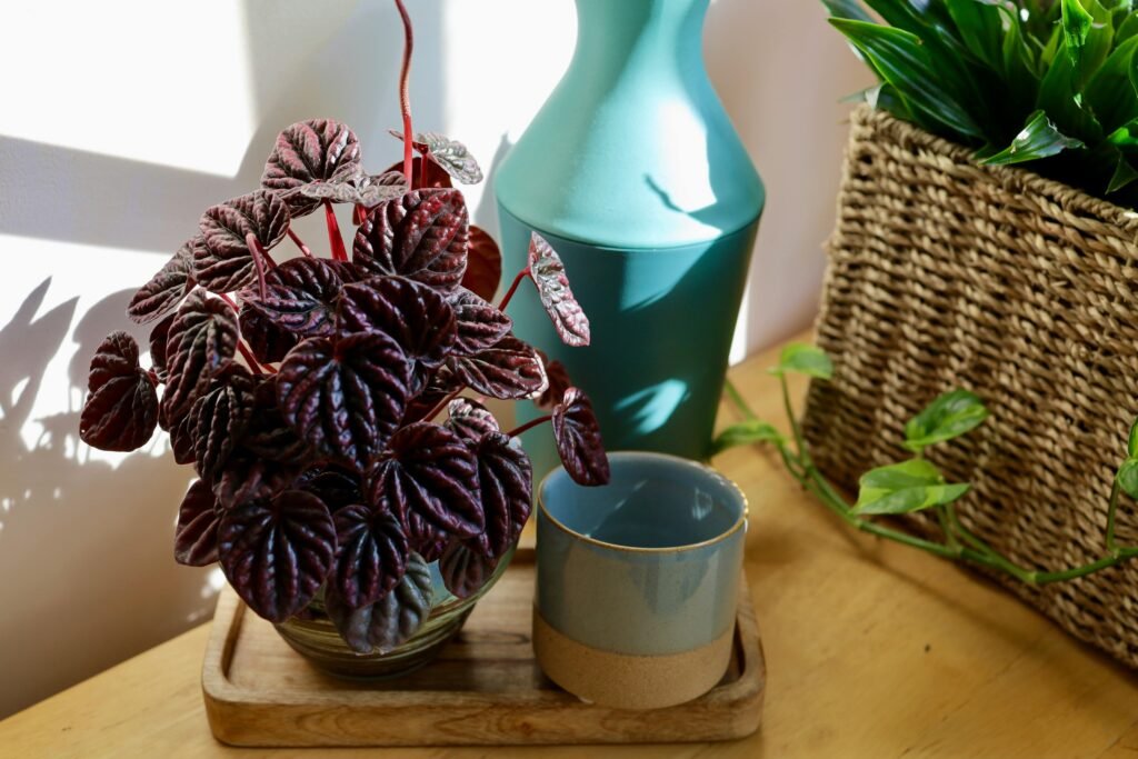 peperomia-plant-textured