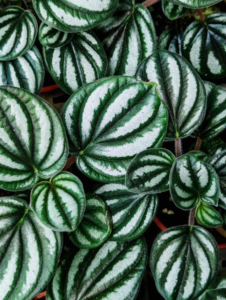 peperomia-plant-watermelon