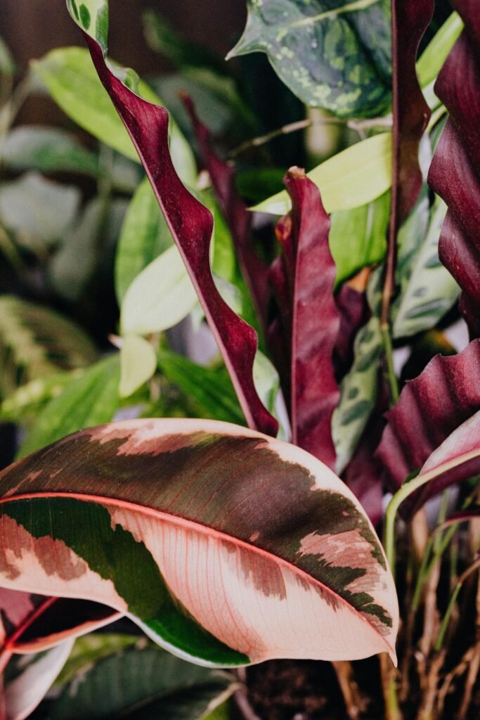 philodendron-green-purple-leaves
