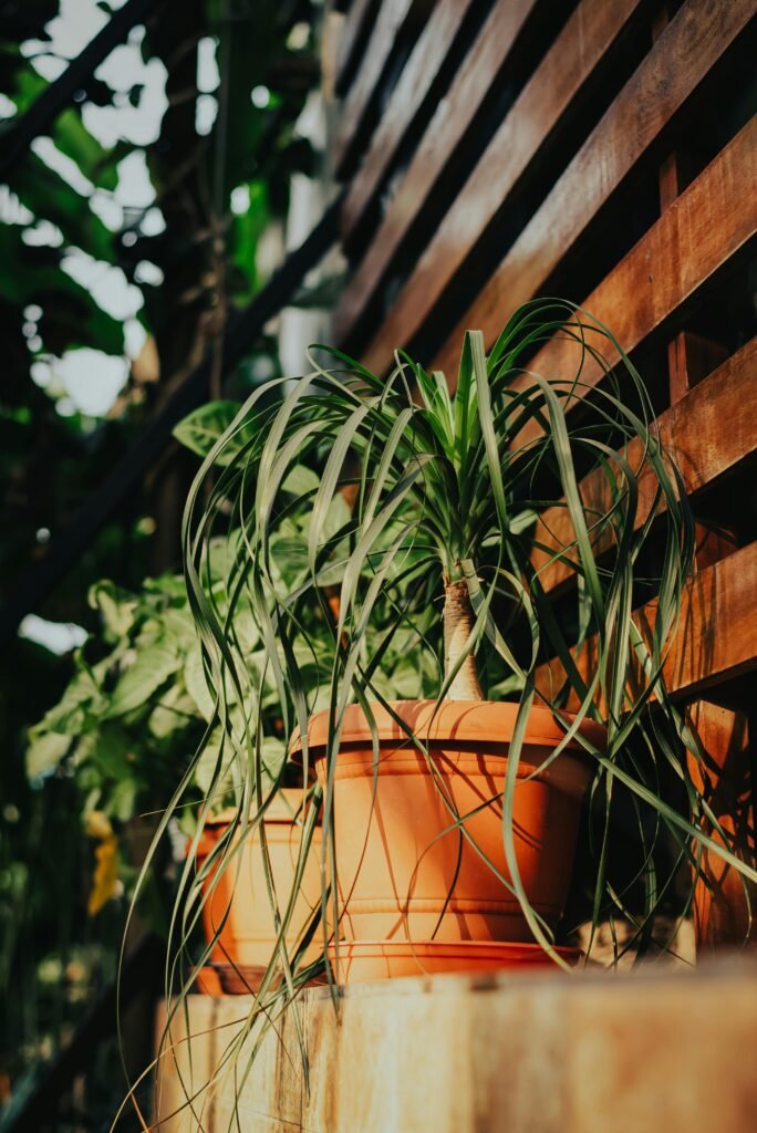 ponytail-palm-plant