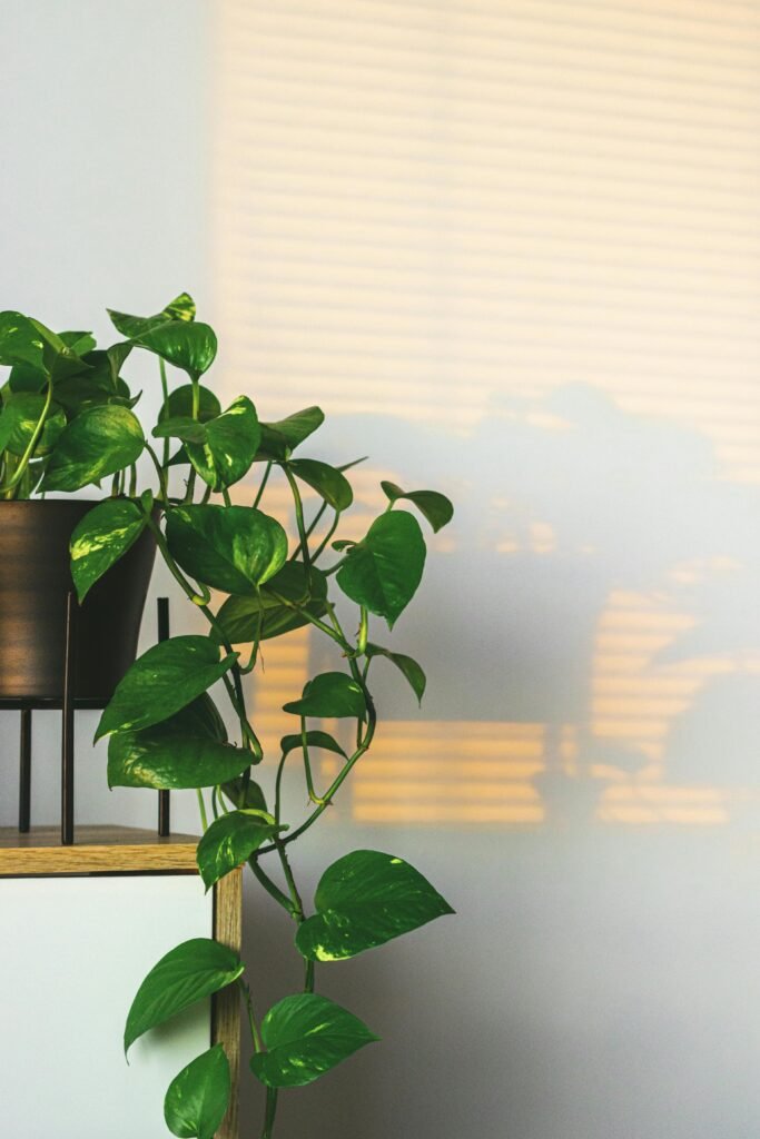 pothos-plant