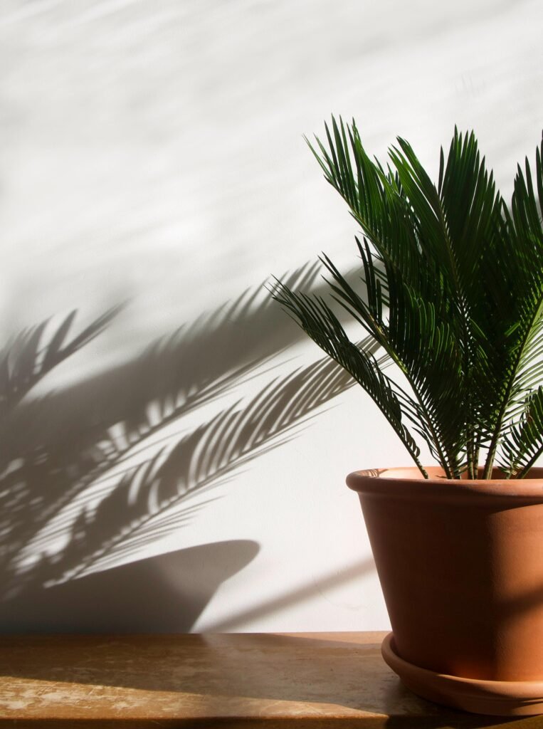 sago-palm-plant