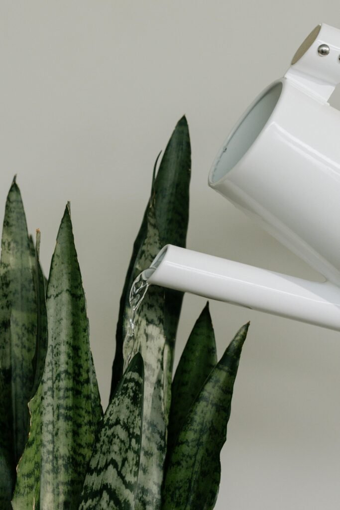 snack-plant-watering