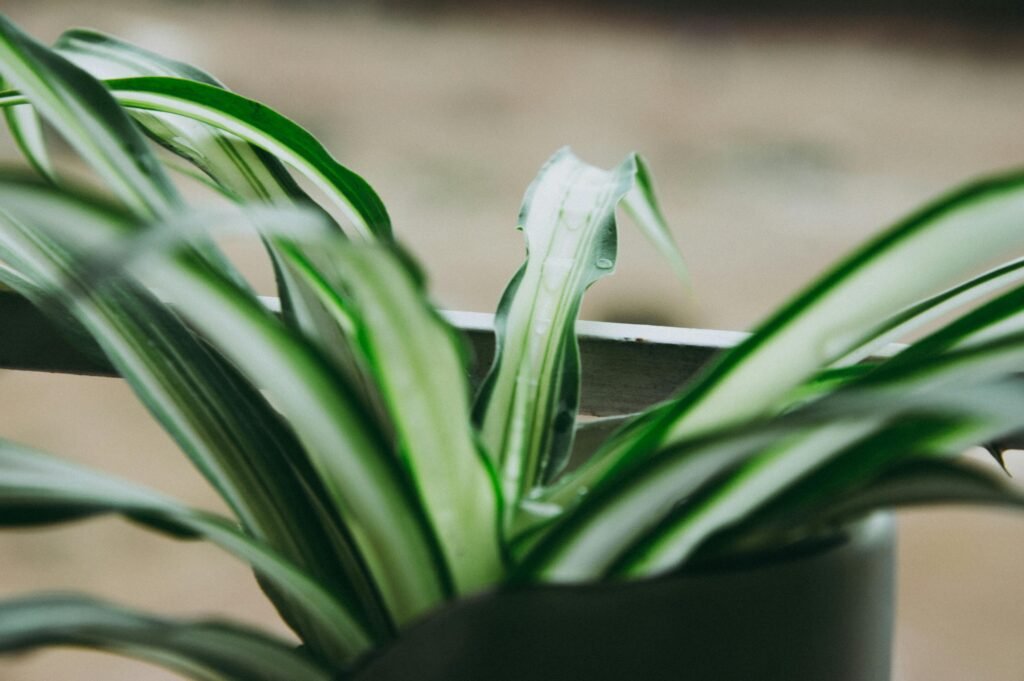 spider-plant