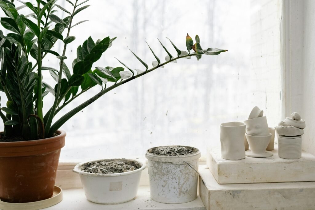 zz-plant
