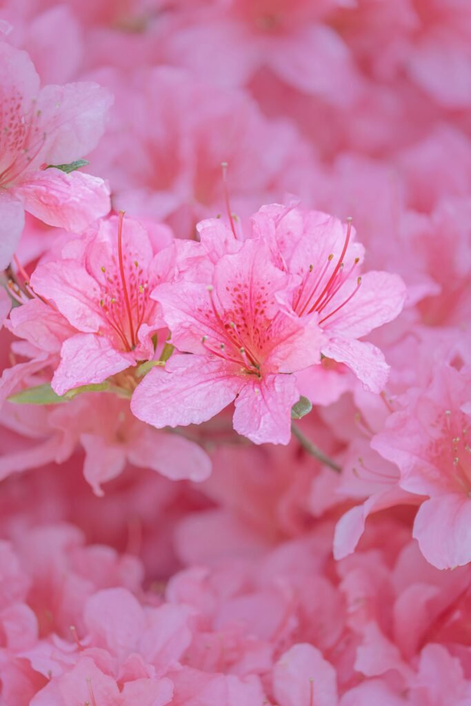 azaleas-bloomed-flowers