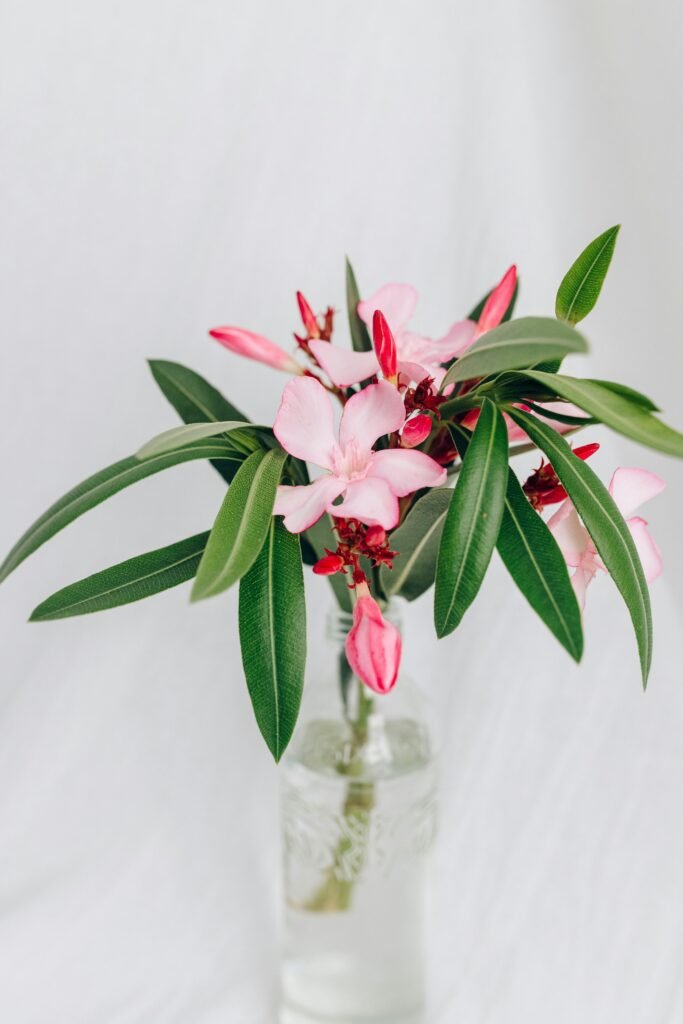oleander-flowered-plant