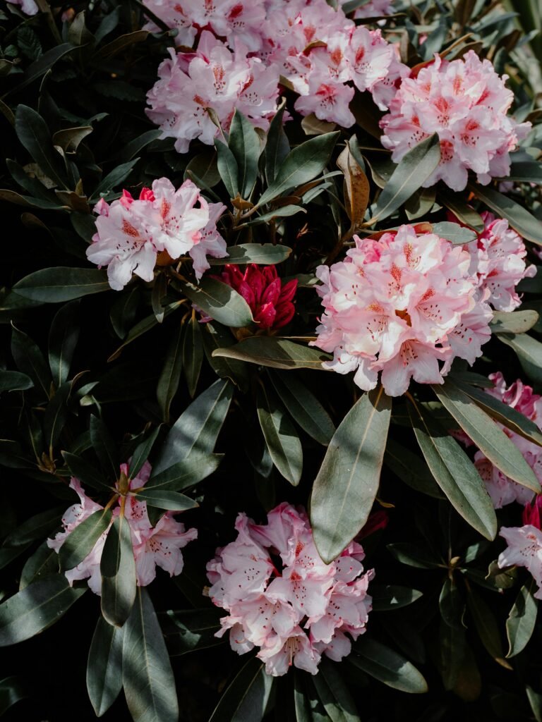 rhododendrons-bloomed-flowers-plant