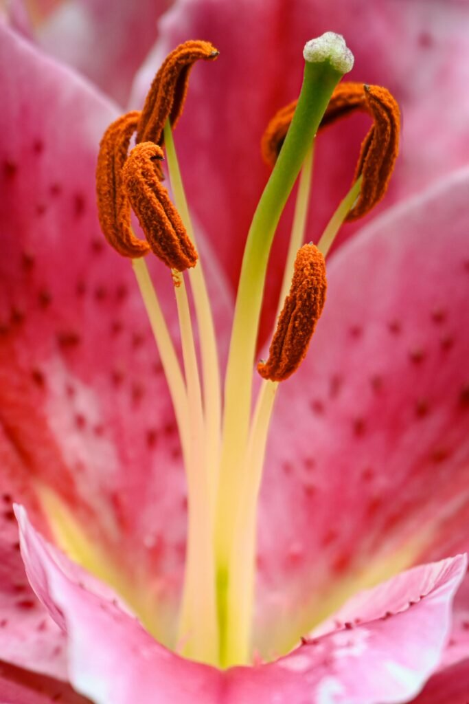 true-lily-plant-closeup