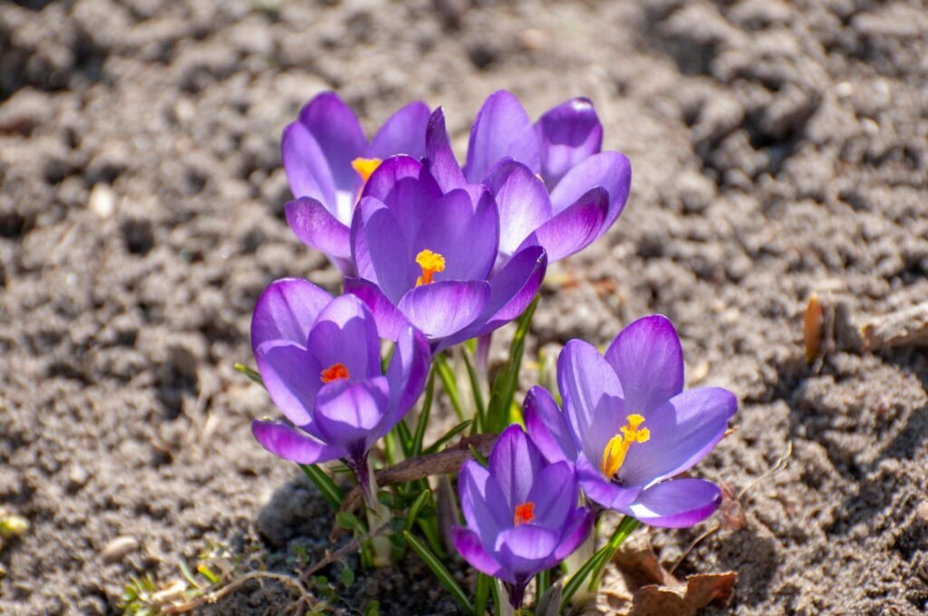 autumn-crocus-plant