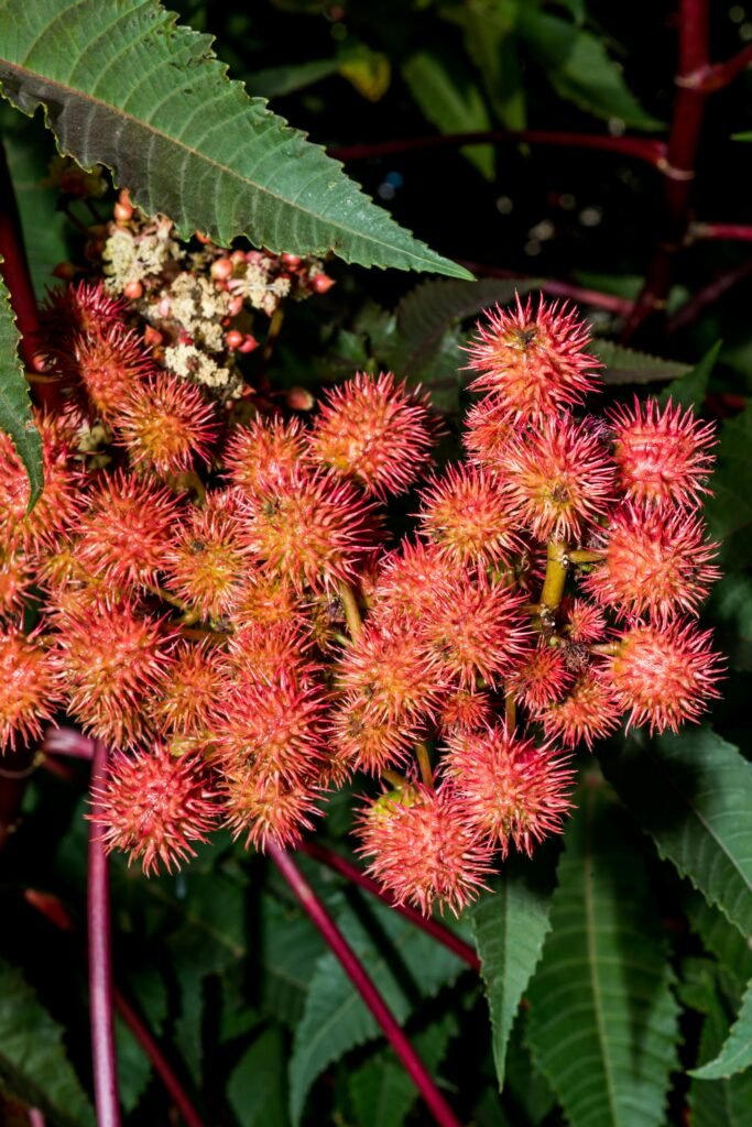 castor-bean-plant-bloomed