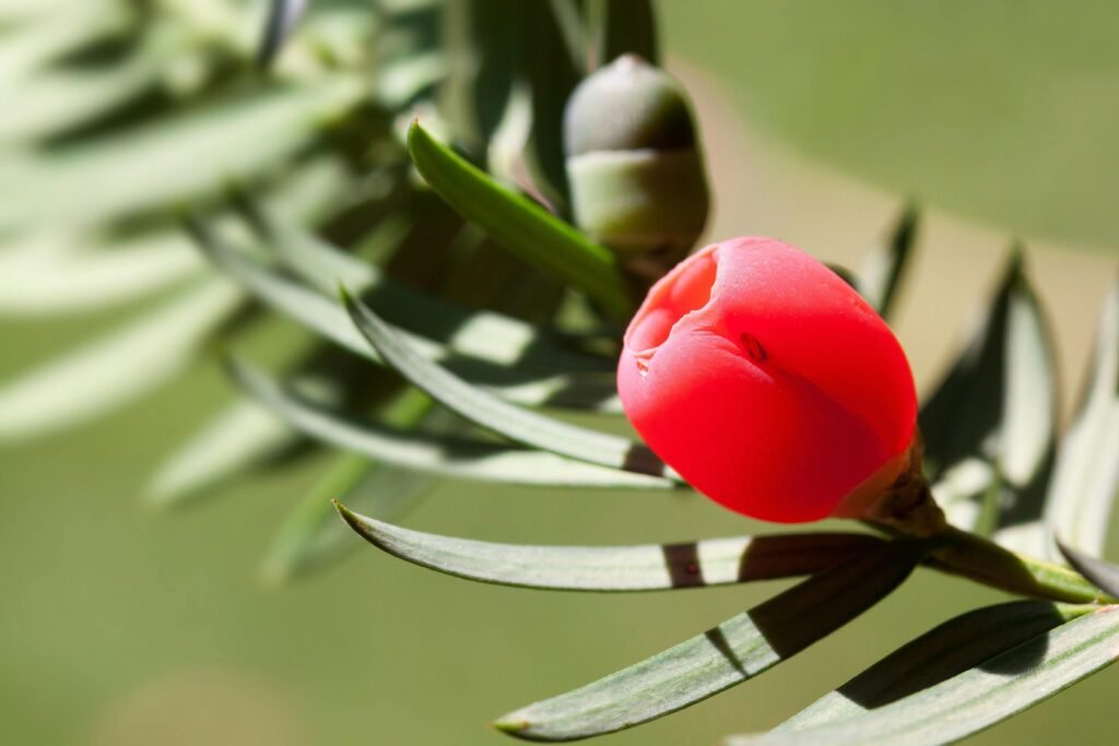 yew-plant
